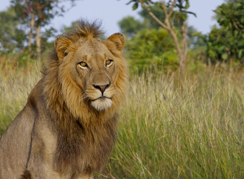 lion, king of beasts, big cat, HD wallpaper