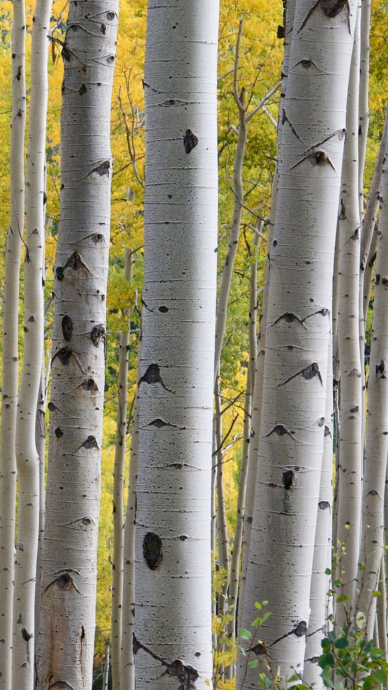 Birch, Nature, upload, inspire, HD phone wallpaper