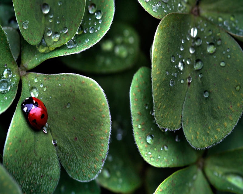 Ladybug, bonito, dew, drops, green, ladybird, leaf, nature, red, HD wallpaper