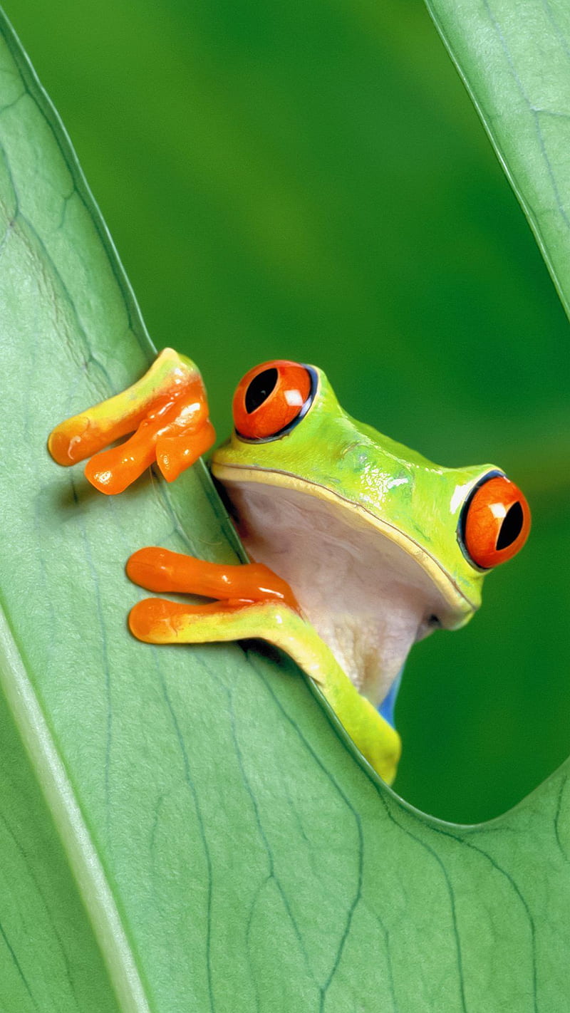 Leaf frog, rainforest, HD phone wallpaper