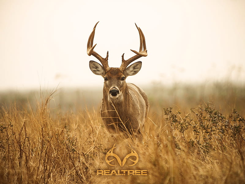 deer, hunting, HD wallpaper