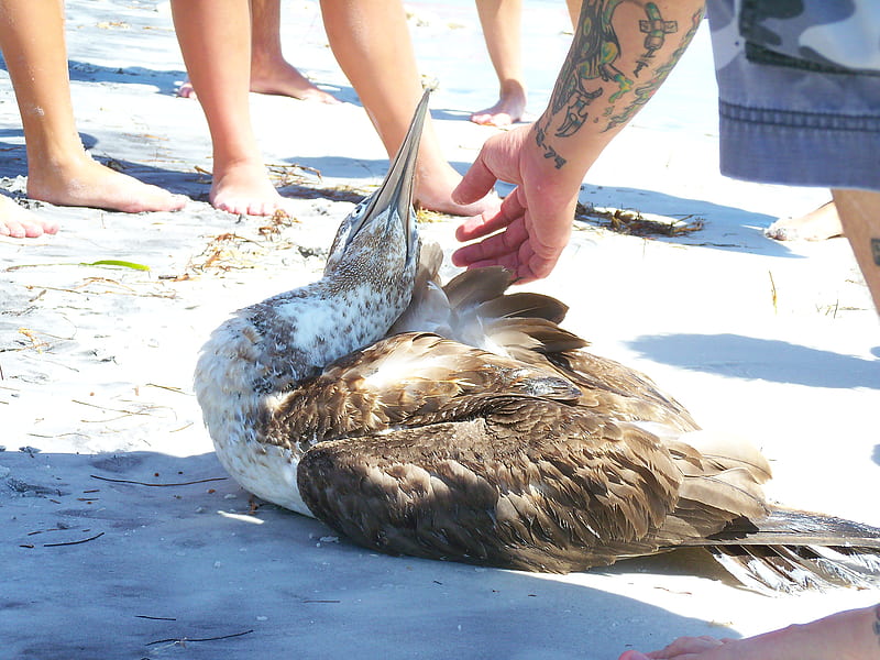 ~An Injured Bird Stranded on Honeymoon Island~Tarpon Springs, Florida~, graph, beach, bird, tattoo, sad, wildlife, nature, neat, HD wallpaper