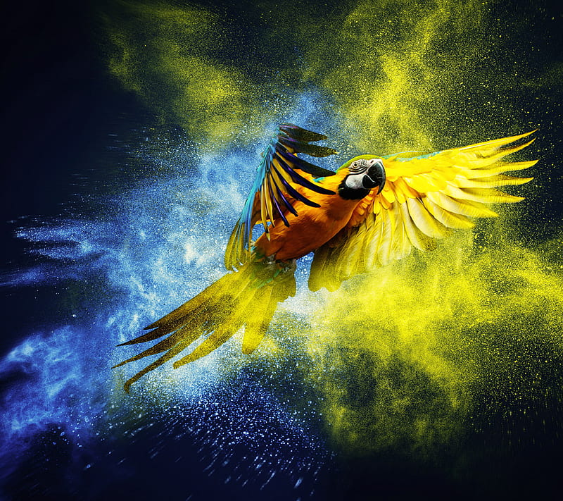 Parrot, bird, colors, fly, macaw, HD wallpaper | Peakpx