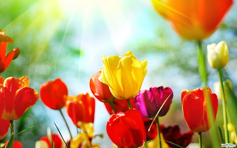 Tulipanes, sun, beutiful, love, colours, tulips, HD wallpaper