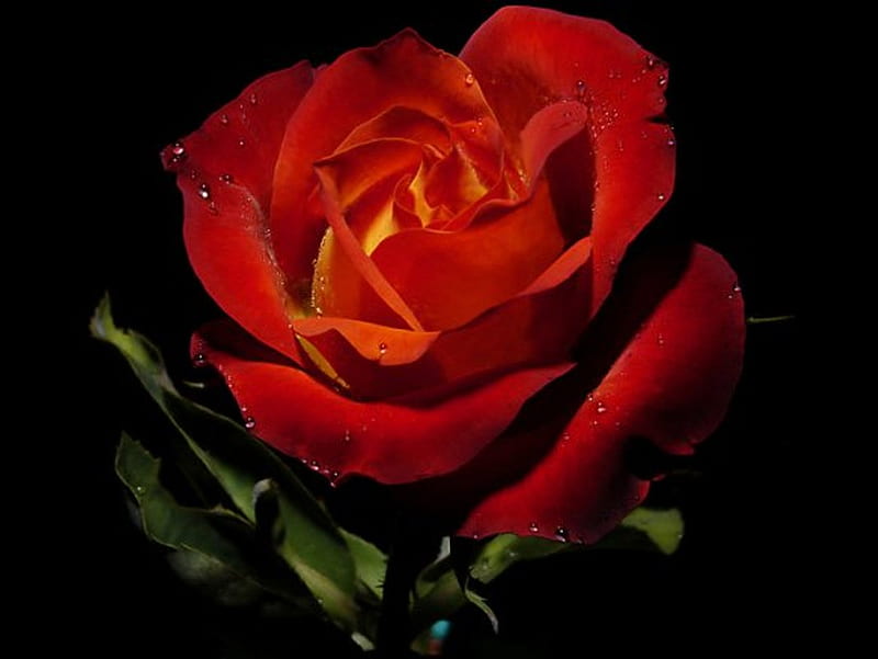 Red, Red Rose, red, rose, wine, perennial, bush, summer, brilliant, bonito, HD wallpaper