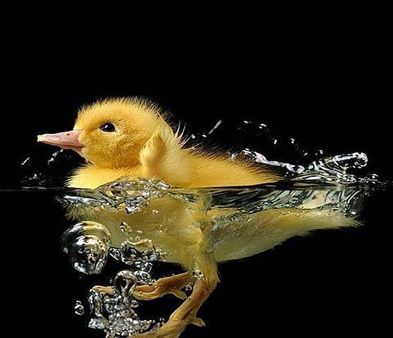 Not a rubber ducky, yellow, duck, baby, swim, HD wallpaper