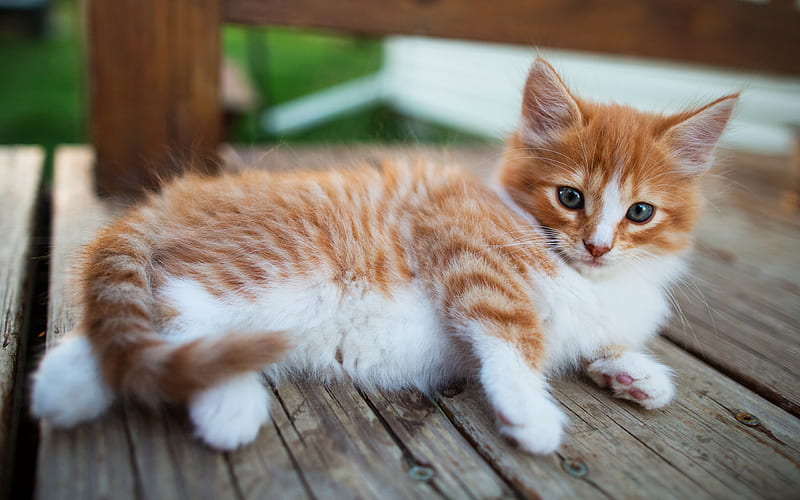 ginger kitten, ginger white little cat, fluffy kitten, cute animals, pets, cats, HD wallpaper