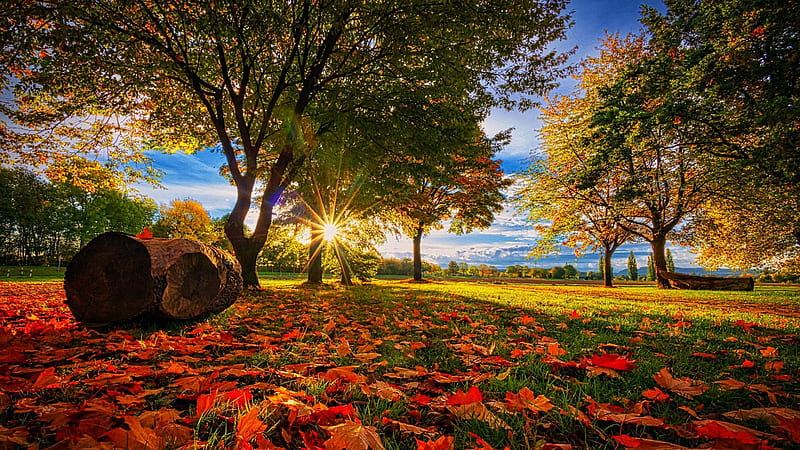 Autumn Park in Germany, colors, trees, leaves, fall, landscape, HD wallpaper