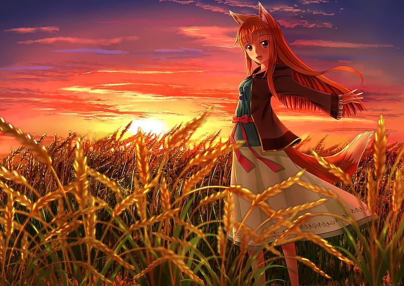holo, sunset, animal ears, spice and wolf, ookami to koushinryou, field, Anime, HD wallpaper
