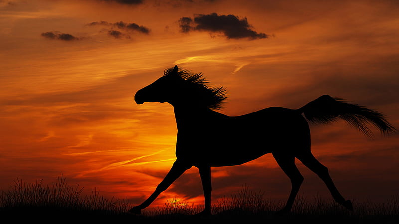 Horse Shadow With Sunset Background Horse, HD wallpaper