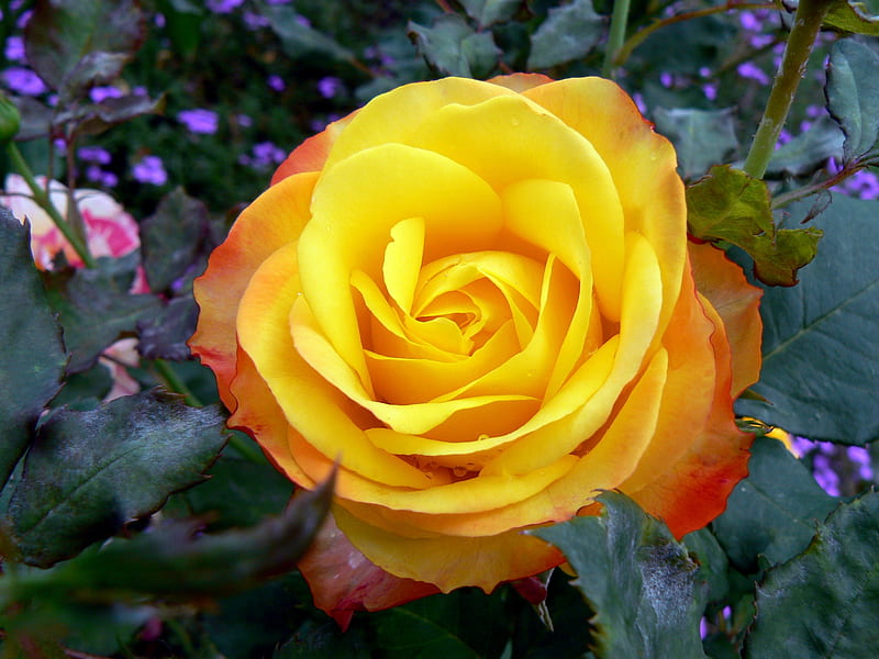 Tequila Sunrise Rose, beautiful rose, yellow rose, rose, HD wallpaper ...