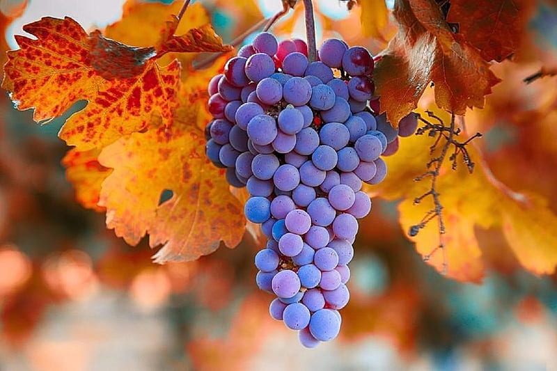 Grapes from Valley, lovely still life, fall, autumn, vineyards, colors, love four seasons, vineyard, valley, grapes, still life, leaves, graphy, vine, HD wallpaper
