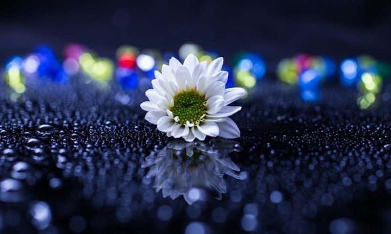 Glitter Flower, water, lovely, glitter, flower, one, drops, daisy, light, HD wallpaper