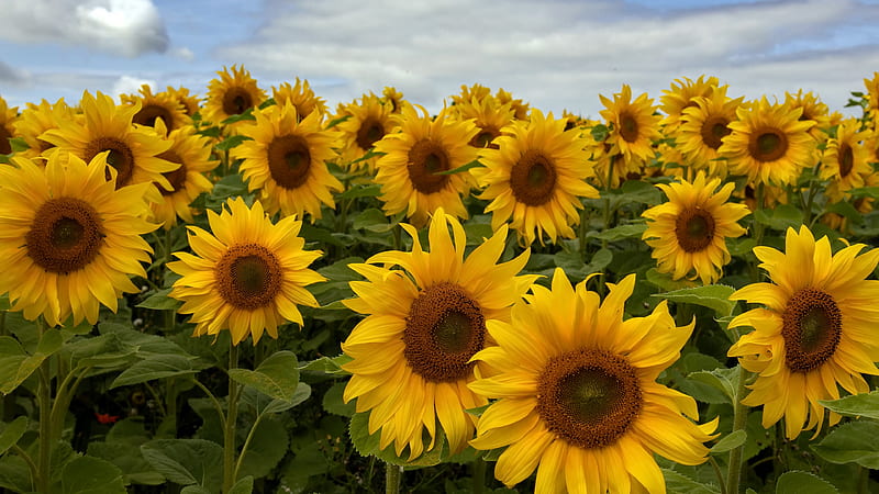 Closeup View Of Yellow Sunflowers Field Green Leaves Under White Clouds Blue Sky Flowers, HD wallpaper