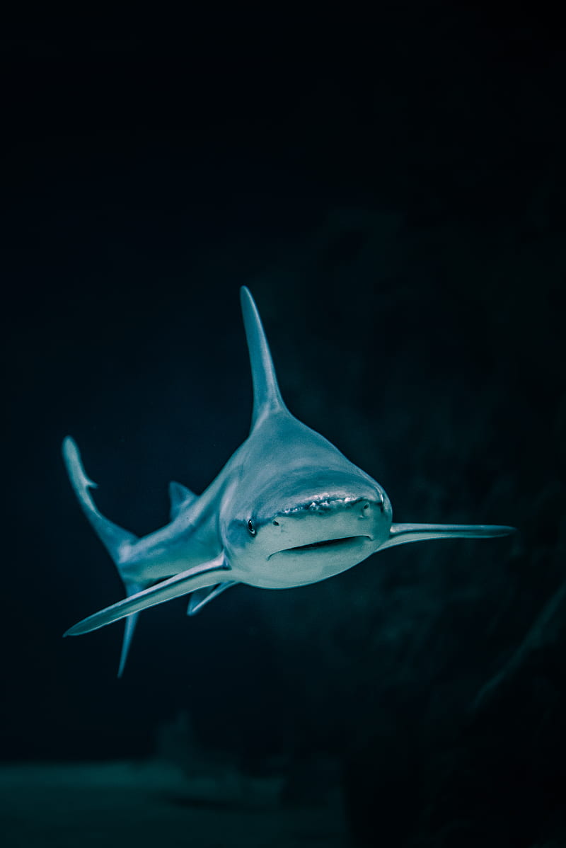 shark, fish, predatory, aquarium, HD phone wallpaper