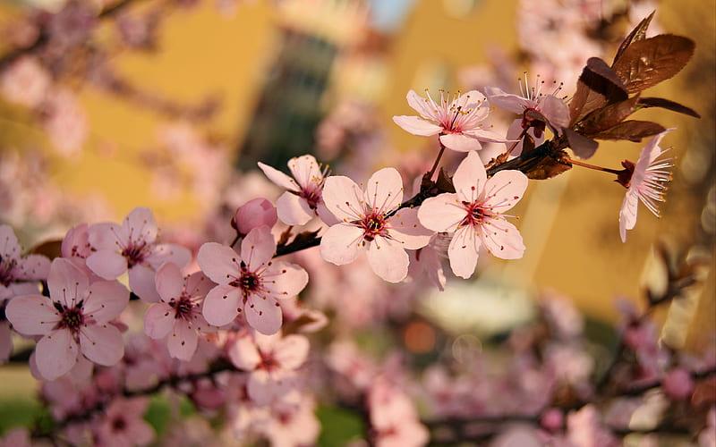 Flowers, Blossom, Branch, HD wallpaper