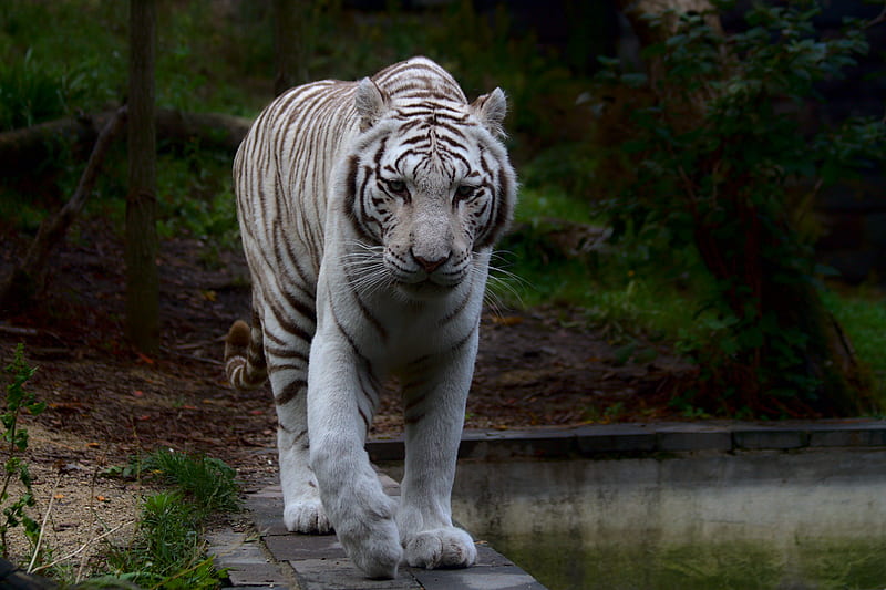 white tiger, tiger, predator, big cat, HD wallpaper