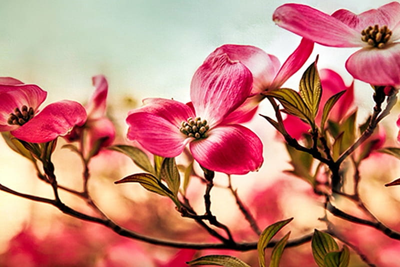 Dogwood Dreams, Dogwood, Dreams, flowers, nature, spring, pink, HD wallpaper