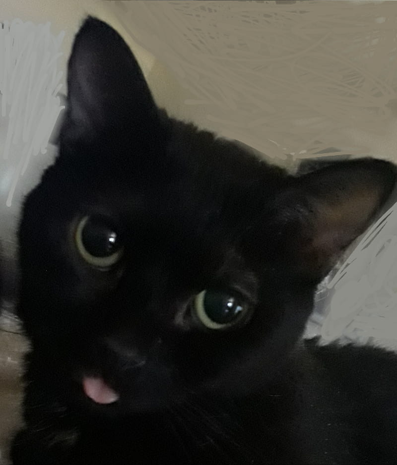 Little Bit, black, black cat, cat, cats, eyes, funny cats, halloween, tongue, watch, HD phone wallpaper