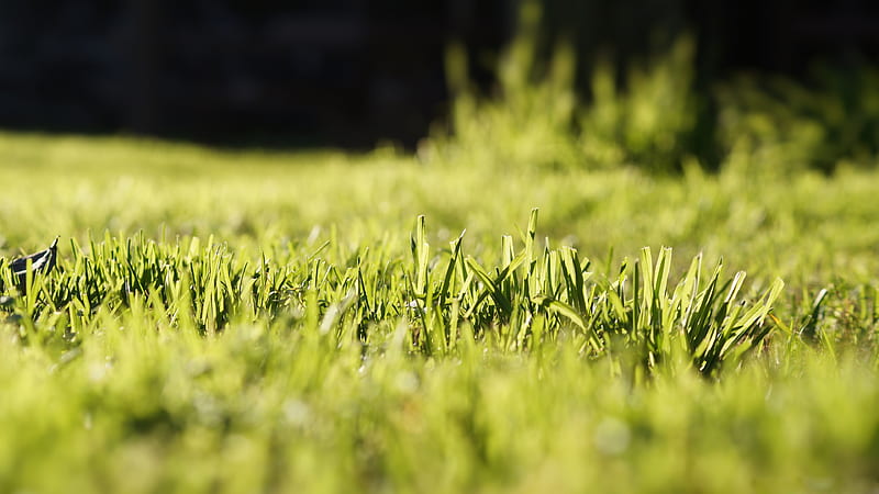 grass, edge, exposure, green, light, love, nature, sun, sunlight, HD wallpaper