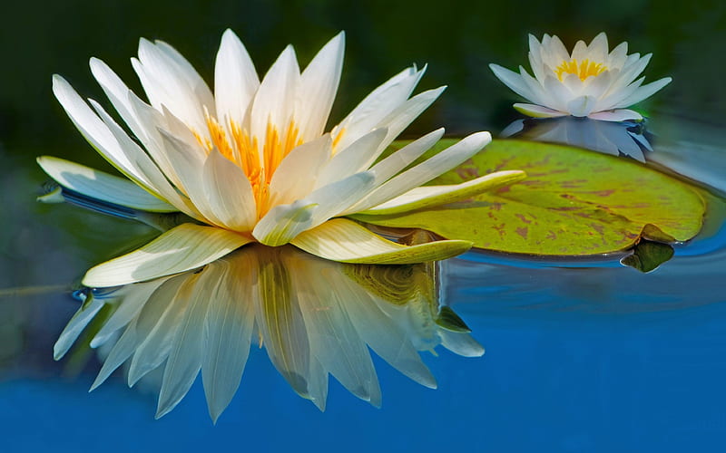 Water Lilies, water, refection, White, flowers, nature, HD wallpaper
