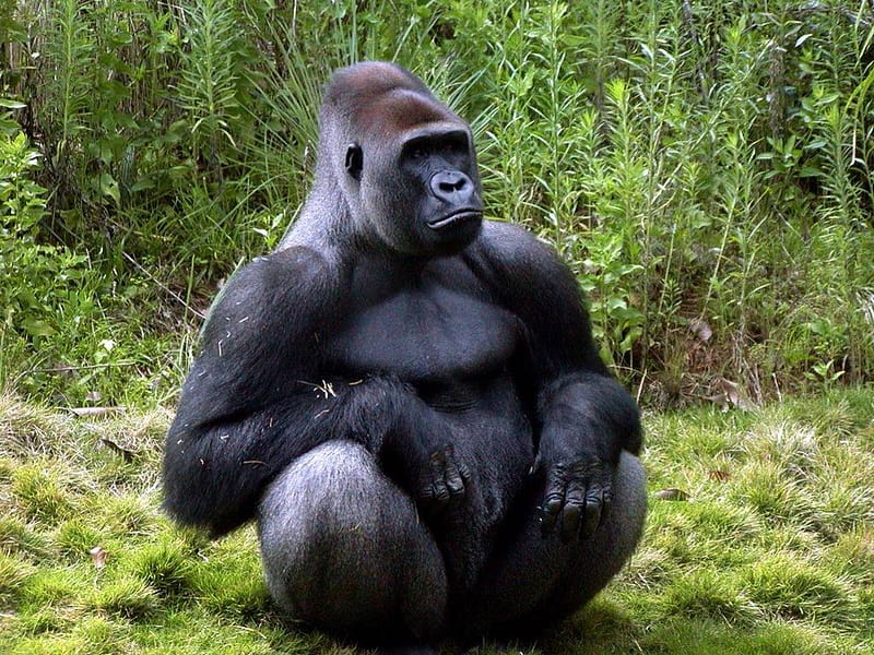 Gorilla , ape, intelligent creature, HD wallpaper