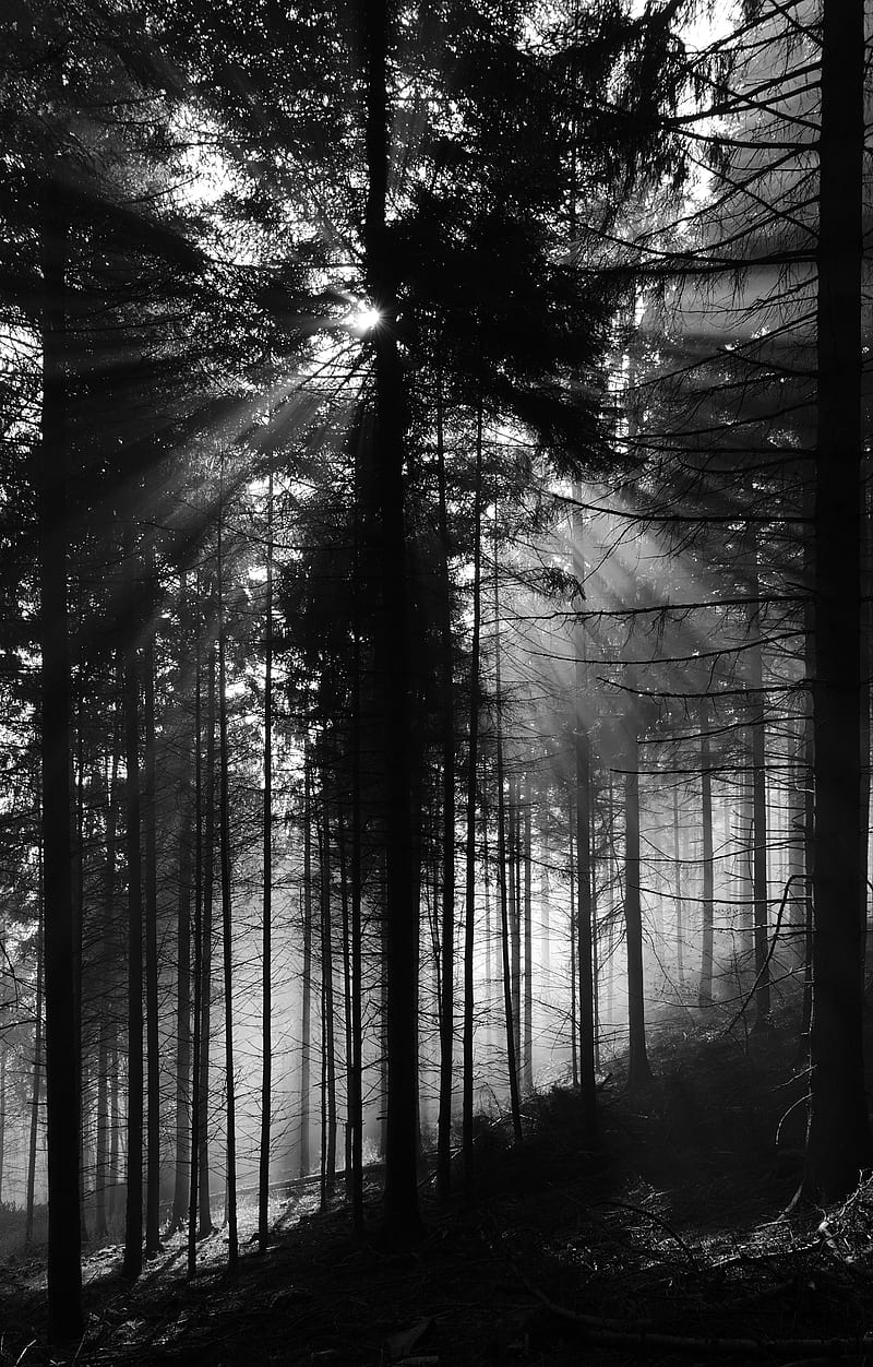 pine, rays, bw, forest, trees, HD phone wallpaper