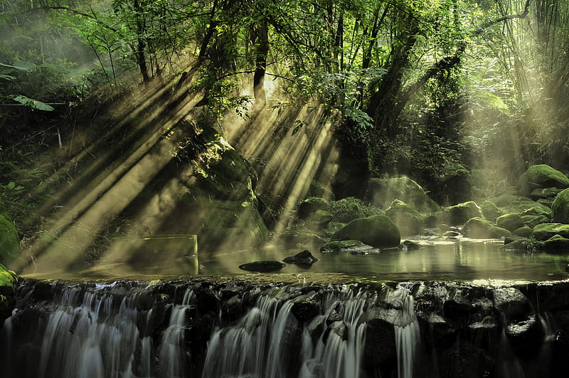 Scenic View of Rainforest, HD wallpaper