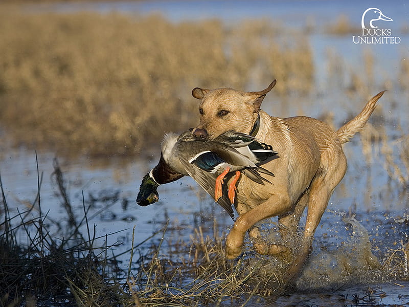 Duck Hunting, duck, hunting, dog, HD wallpaper
