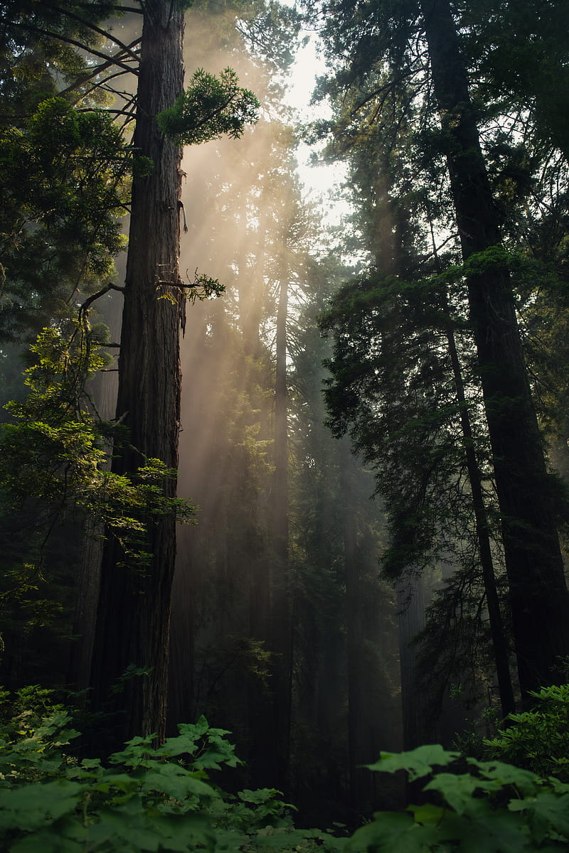 forest, trees, fog, sunlight, nature, HD phone wallpaper