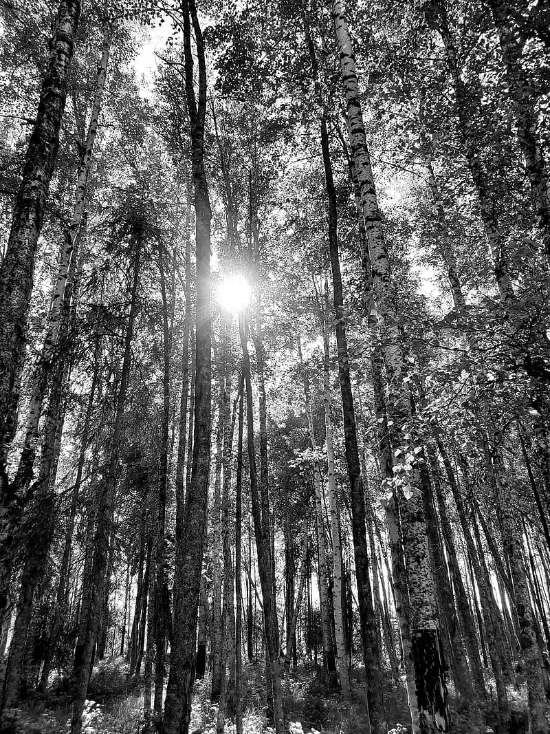 Black white trees, alaska, aspen, deshke, forest, HD phone wallpaper
