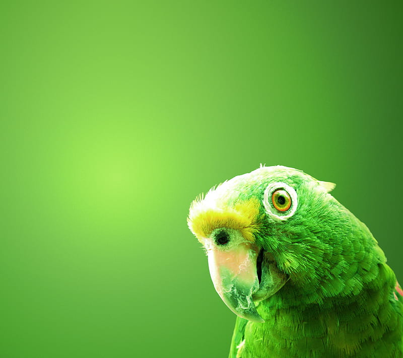 Green Parrot, animal, beautiful life, natural, HD wallpaper