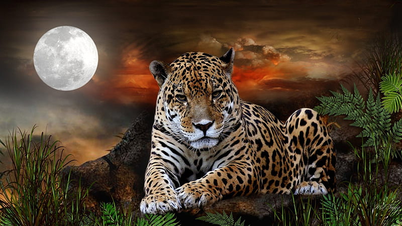 Jaguar Sky, big cat, grass, sunset, cat, sky, clouds, storm, foliage, mountain, ferns, full moon, jaguar, HD wallpaper