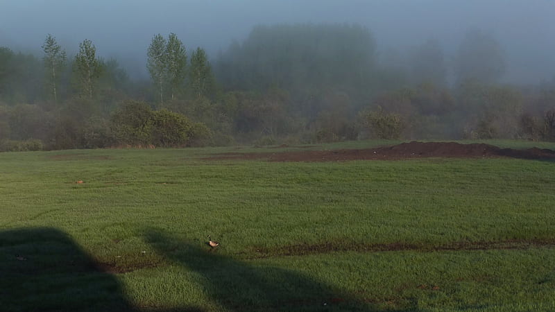 Lonely morning goose, Geese, Canada, Morning, Alberta, Fog, HD wallpaper