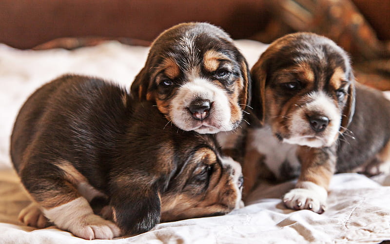 small beagles, pets, puppies, Beagle triple, dogs, cute animals, R, Beagle Dogs, HD wallpaper