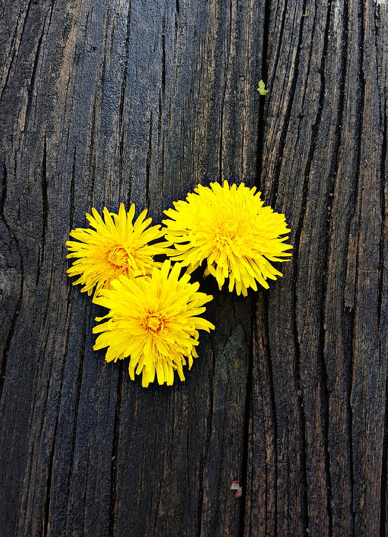 1080P free download | Spring Dandelions, background, cute, flowers, HD ...