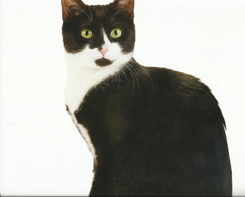 Tuxedo cat, cute, paws, cat, tuxedo, HD wallpaper