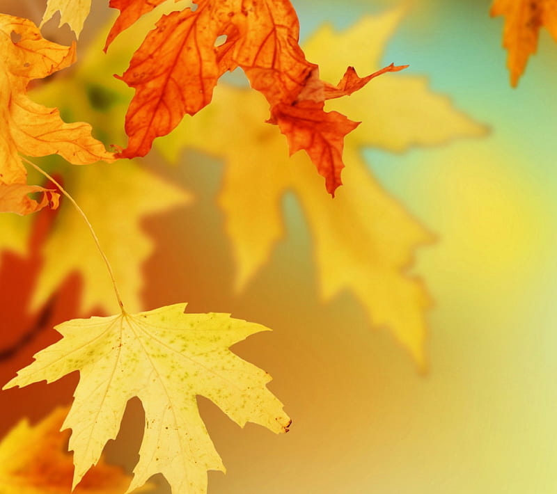 Autumn Leaves, autumn, leaves, HD wallpaper | Peakpx