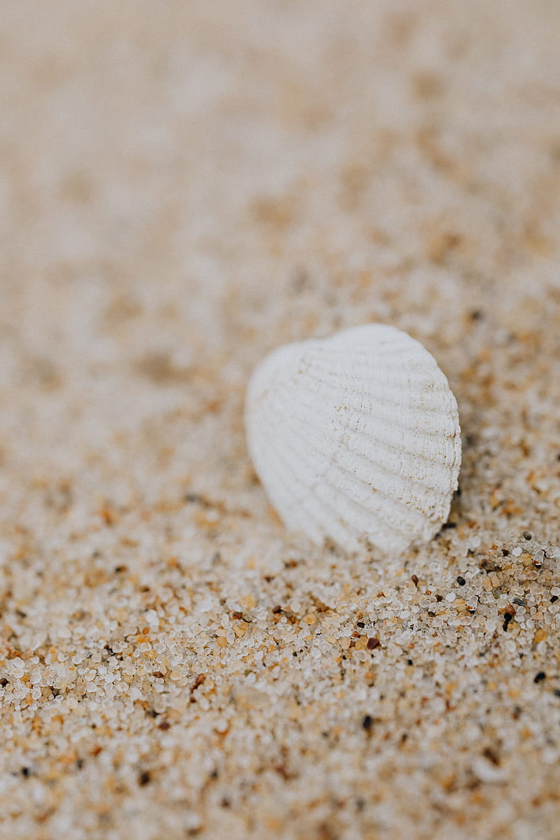 White Seashell on Brown Sand, HD phone wallpaper