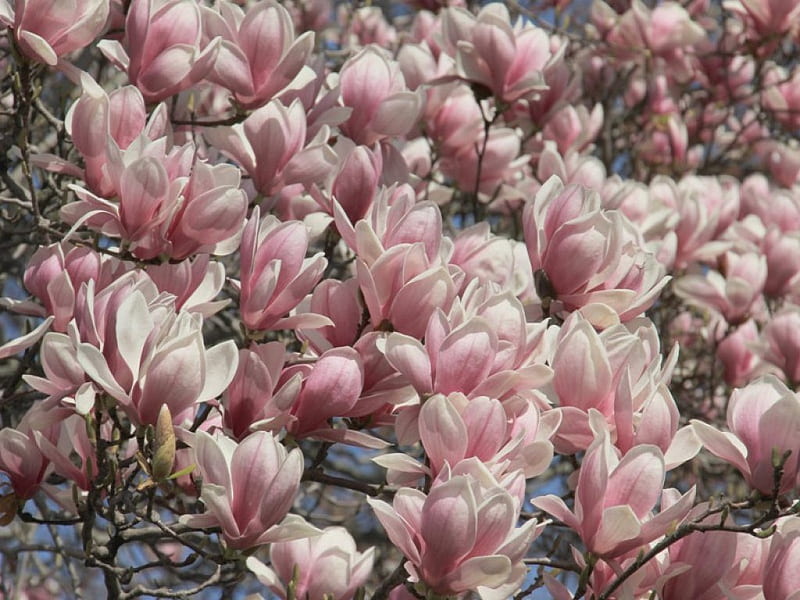 Sweet Magnolia, magnolia, tree, flower, beauty, nature, white, pink, HD wallpaper