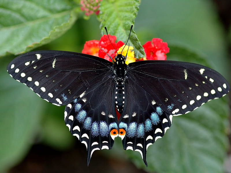 Swallowtail Butterfly Sitting on Flowers, wings, butterfly, swallowtail, flowers, sitting, bright, animal, HD wallpaper