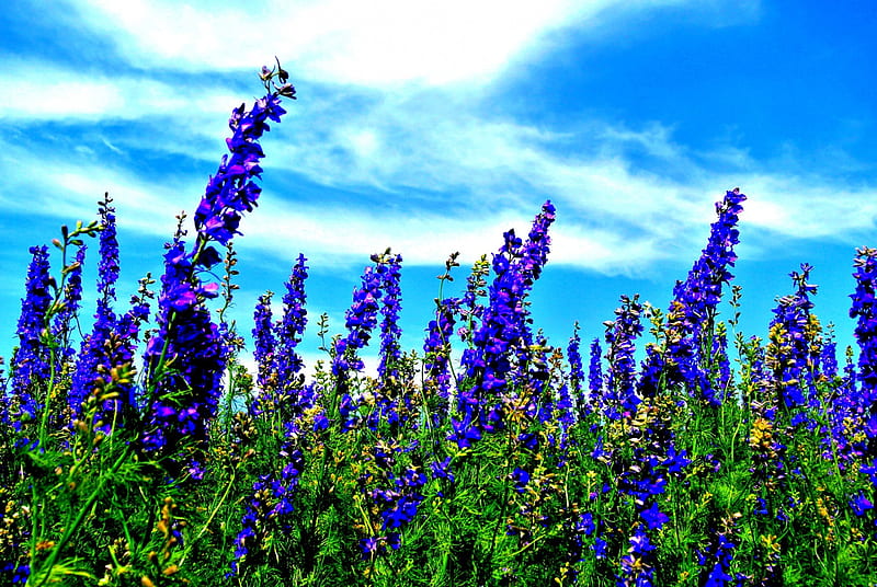 SPRING BREEZE, lavender, nature, spring, field, HD wallpaper