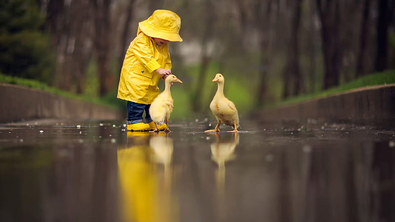 Little Boy Child Is Playing With Ducks Wearing Yellow Raincoat Cute, HD wallpaper