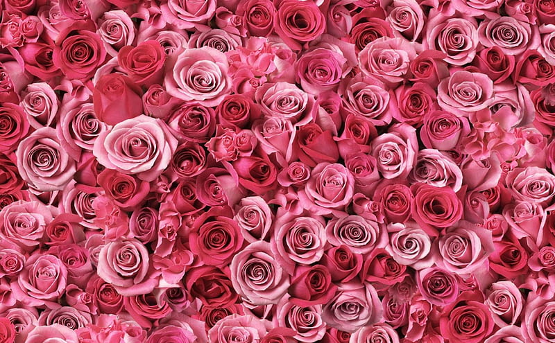 Roses, lovely, pink, bunch, HD wallpaper