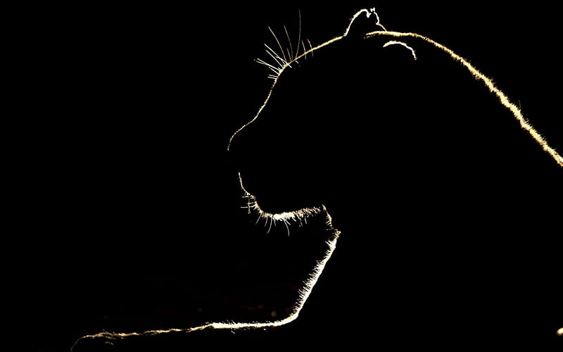 lion silhouette, black background, panther silhouette, wild animals, wildlife, wild cat silhouette, HD wallpaper