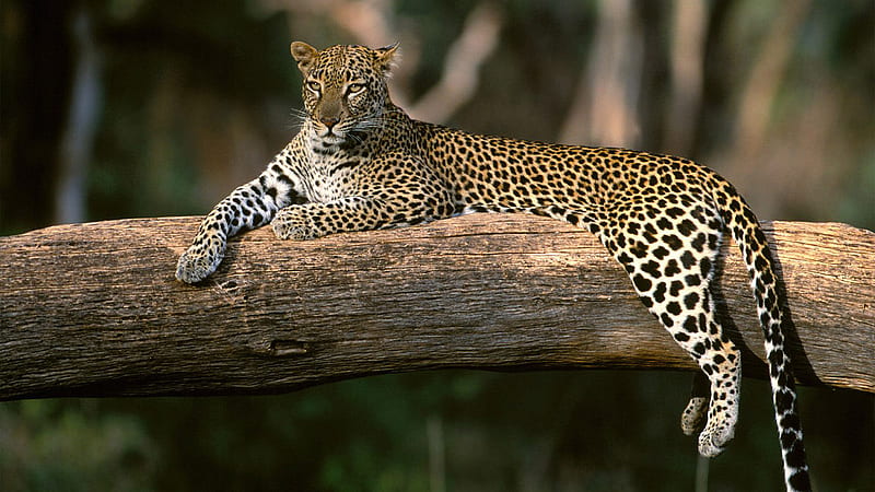 African_Leopard, leopard, tree, danger, jungle, tiger, animals, landscape, HD wallpaper