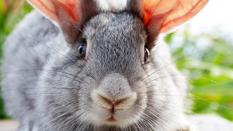 funny bunny-ecological animal, HD wallpaper