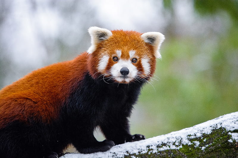 Red Panda , red-panda, panda, animals, tree, cute, branch, graphy, snow, winter, HD wallpaper