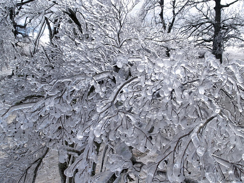 Ice sculpture of Mother Nature, brunch, tree, time, ice, nature, hq, frozen, winter, HD wallpaper