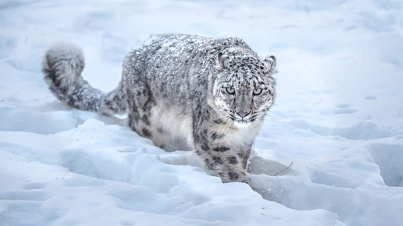Predator Leopard Is Walking On Snow Animals, HD wallpaper
